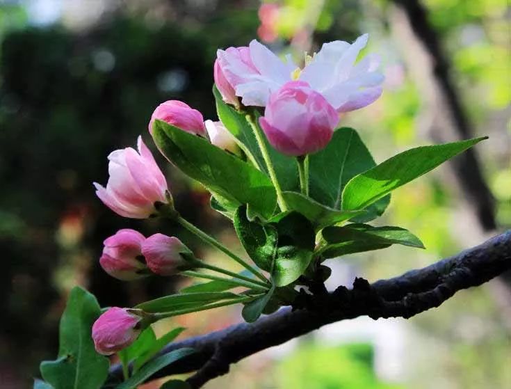 海棠树最好的十个品种
