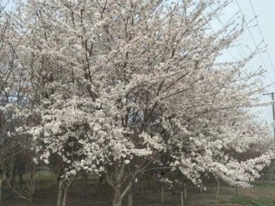 广西地区可以种植樱花树吗