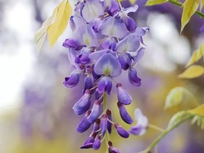 东北气候秋天可以栽紫藤花吗