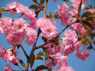 樱花可以在北方种植吗