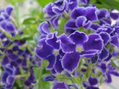 紫罗兰的花期是几月到几月
