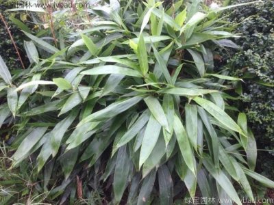 长不高的竹子是什么品种？