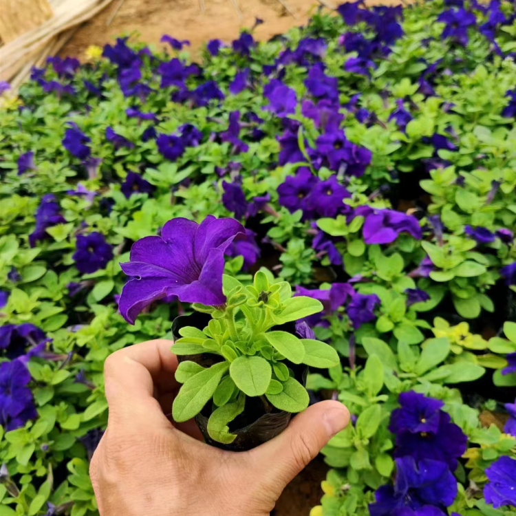 蓝色紫色垂钓牵牛容器苗盆栽苗