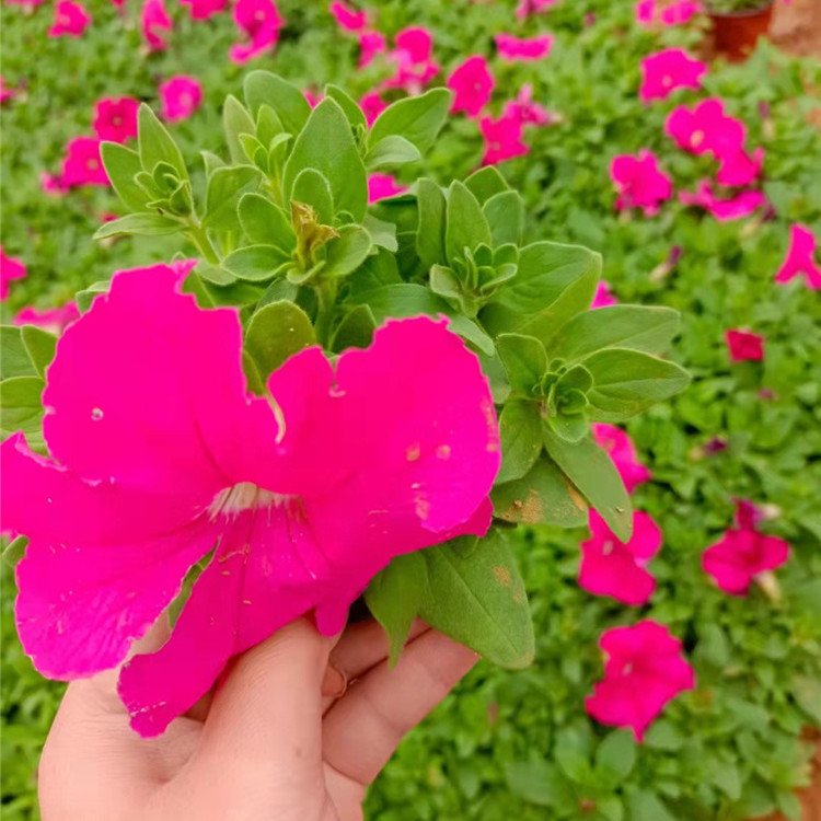 玫红色垂钓牵牛容器苗盆栽苗
