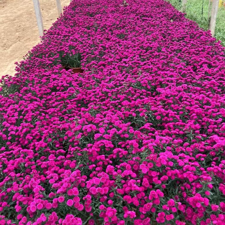 翠菊容器苗盆栽粉红色