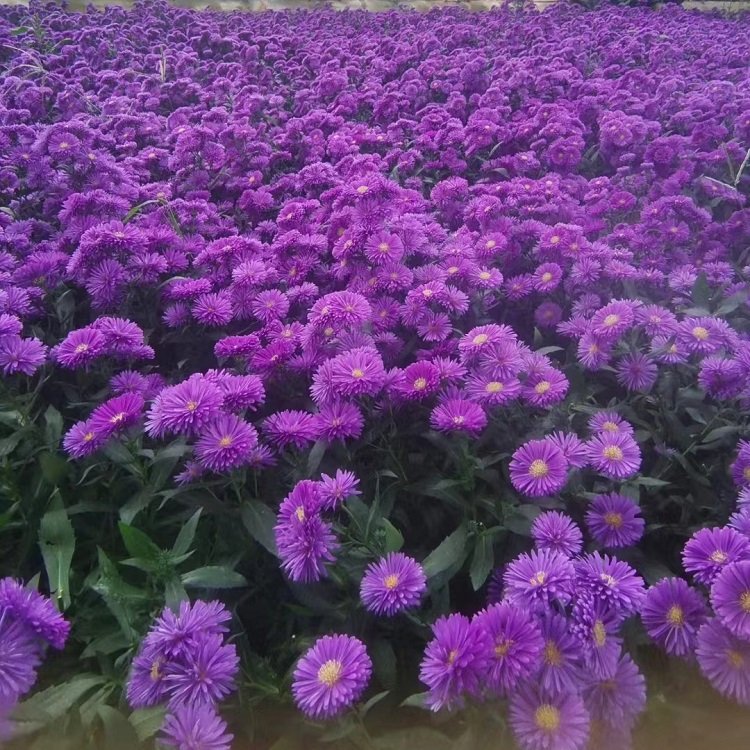 翠菊容器苗盆栽蓝色紫色