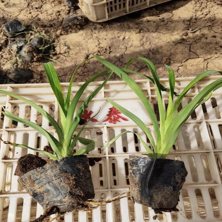 常绿<a href='https://www.lvbad.com/caobenzhiwu/3404.html' target='_blank'>萱草</a>容器苗小苗盆栽苗 常绿<a href='https://www.lvbad.com/caobenzhiwu/3404.html' target='_blank'>萱草</a>容器苗小苗盆栽苗