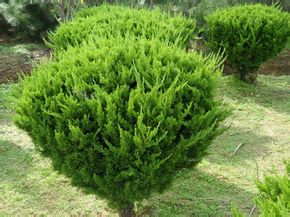 <a href='https://www.lvbad.com/songbailei/3479.html' target='_blank'>龙柏</a>