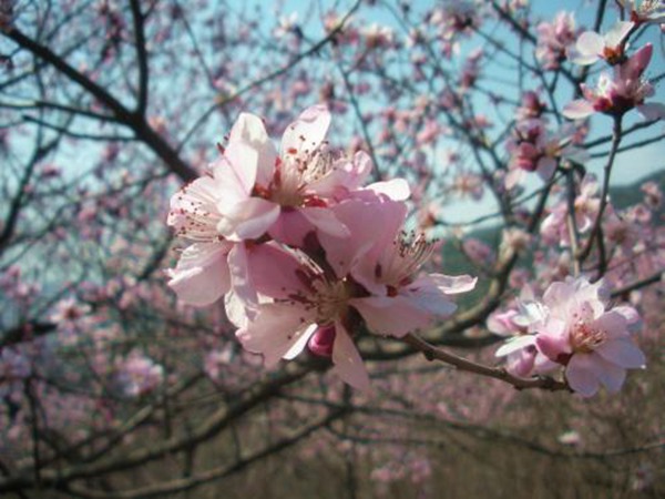 <a href='https://www.lvbad.com/guoshuzhongzi/2185.html' target='_blank'>山桃</a>