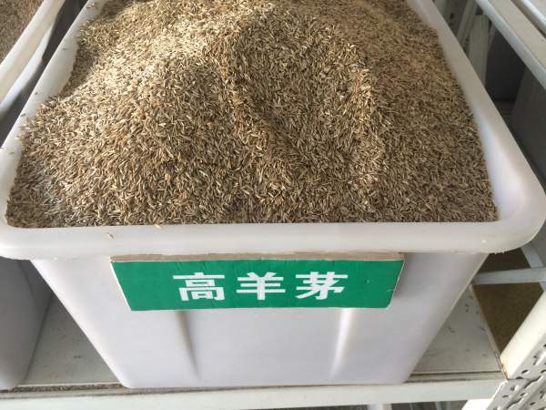 <a href='https://www.lvbad.com/caopingzhongzi/1667.html' target='_blank'>高羊茅</a>.jpg