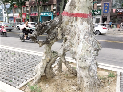 <a href='https://www.lvbad.com/linmuzhongzi/2262.html' target='_blank'>法桐</a>“盆景” 市区道路整修的见证者