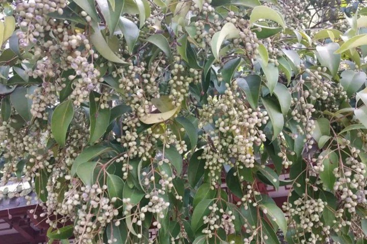 <a href='https://www.lvbad.com/linmuzhongzi/1743.html' target='_blank'>小叶女贞</a>的花期和果期