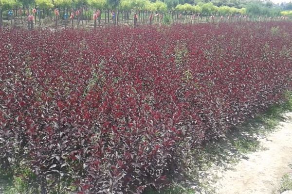 紫叶矮樱