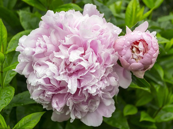 <a href='https://www.lvbad.com/linmuzhongzi/1830.html' target='_blank'>芍药</a>