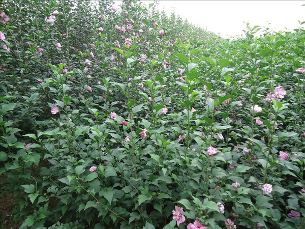 <a href='https://www.lvbad.com/linmuzhongzi/1808.html' target='_blank'>木槿</a>
