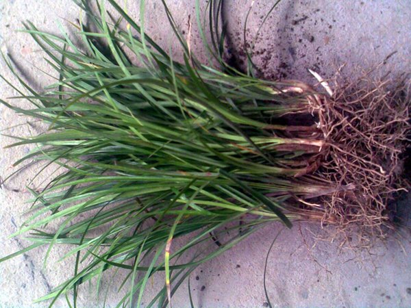 <a href='https://www.lvbad.com/caobenzhiwu/3393.html' target='_blank'>中叶麦冬草</a>