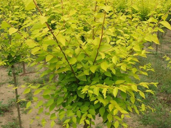 高接的<a href='https://www.lvbad.com/xingdaoshu/3370.html' target='_blank'>金叶榆</a>
