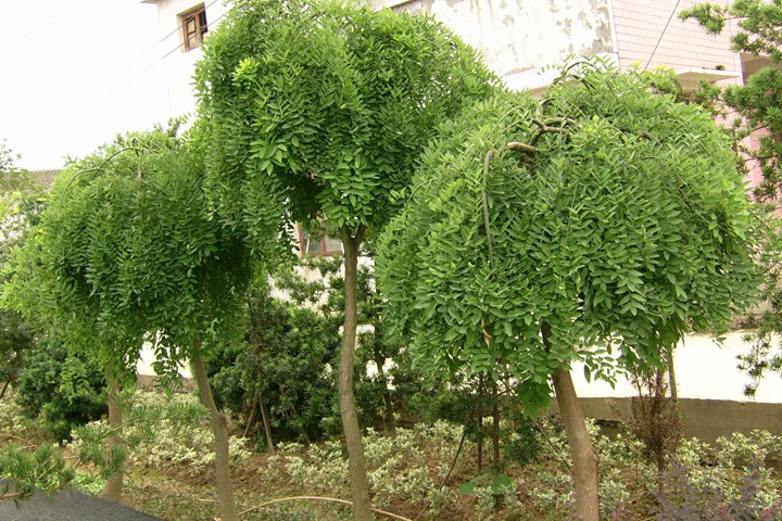 <a href='https://www.lvbad.com/xingdaoshu/3354.html' target='_blank'>龙爪槐</a>