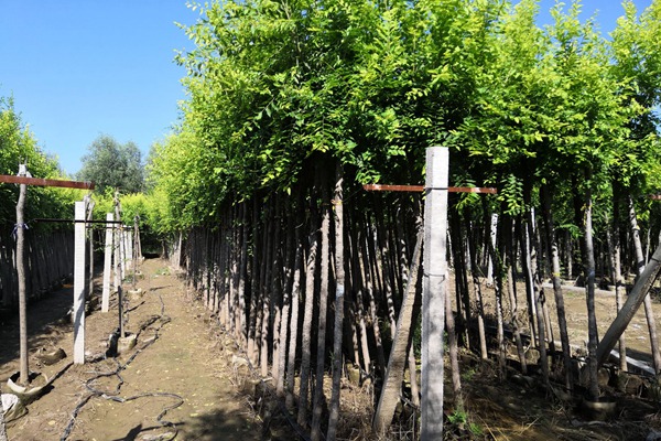 <a href='https://www.lvbad.com/xingdaoshu/3370.html' target='_blank'>金叶榆</a>容器苗