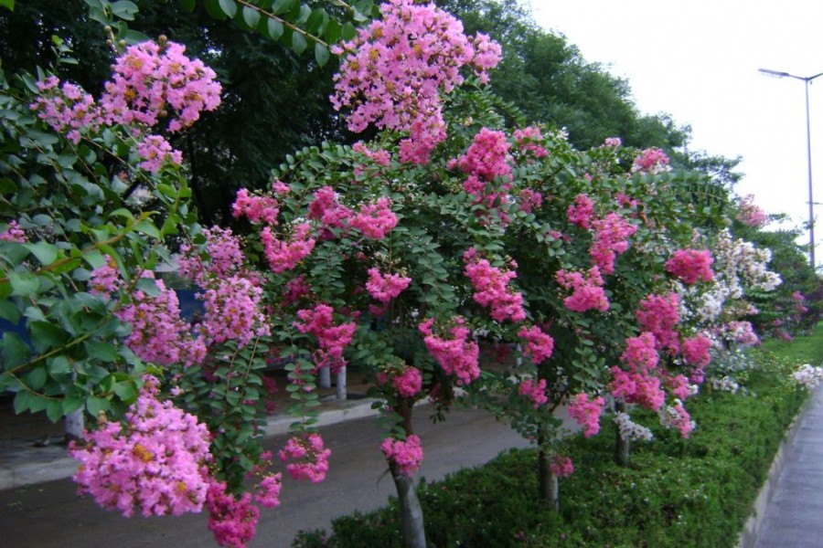 <a href='https://www.lvbad.com/linmuzhongzi/1698.html' target='_blank'>紫薇</a>