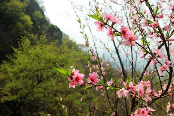 <a href='https://www.lvbad.com/guoshuzhongzi/2185.html' target='_blank'>山桃</a>