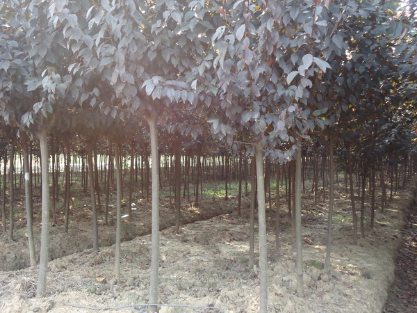 【<a href='https://www.lvbad.com/linmuzhongzi/1756.html' target='_blank'>红叶李</a>】<a href='https://www.lvbad.com/linmuzhongzi/1756.html' target='_blank'>红叶李</a>树苗价格