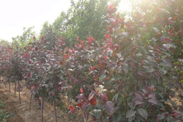红宝石<a href='https://www.lvbad.com/linmuzhongzi/1766.html' target='_blank'>海棠</a>