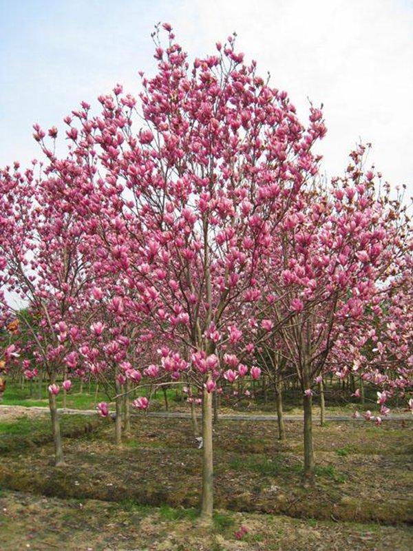 <a href='https://www.lvbad.com/xingdaoshu/3378.html' target='_blank'>红玉兰</a>