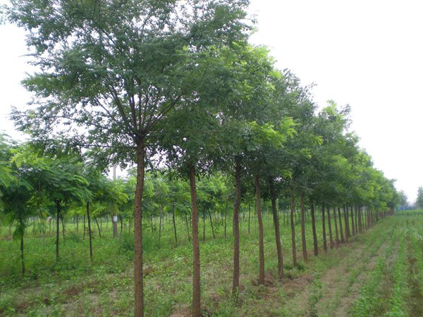 <a href='https://www.lvbad.com/linmuzhongzi/1841.html' target='_blank'>国槐</a>