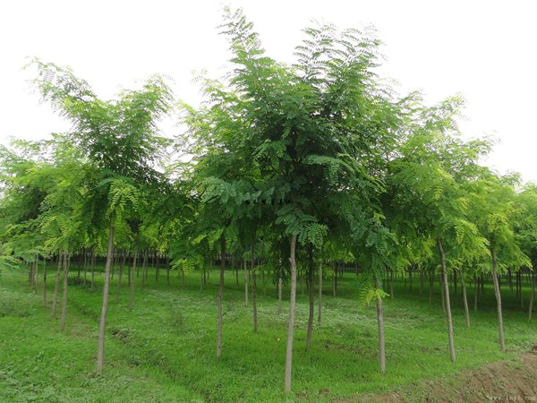 <a href='https://www.lvbad.com/linmuzhongzi/1841.html' target='_blank'>国槐</a>
