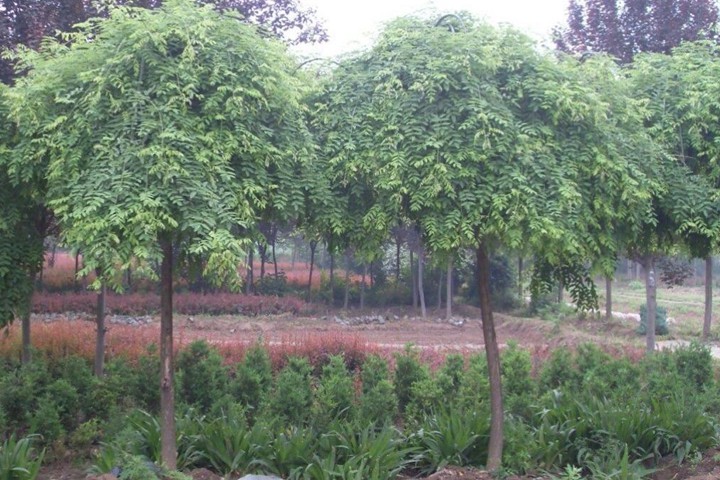 <a href='https://www.lvbad.com/xingdaoshu/3354.html' target='_blank'>龙爪槐</a>