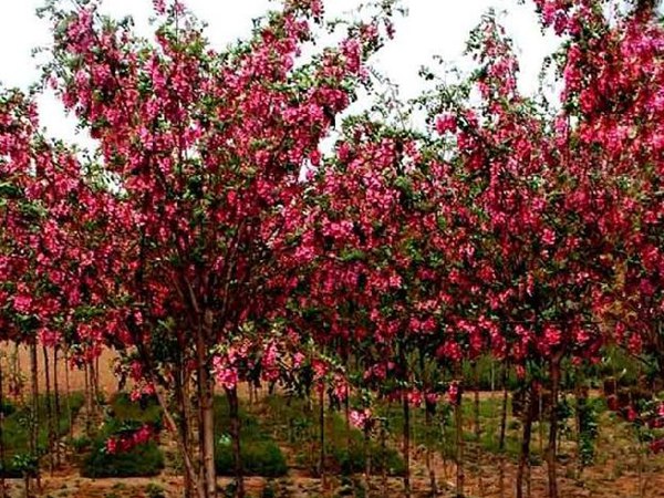 嫁接<a href='https://www.lvbad.com/linmuzhongzi/1852.html' target='_blank'>香花槐</a>