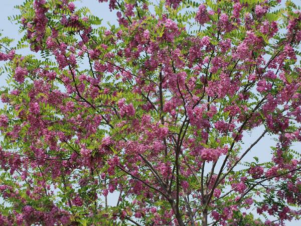 嫁接<a href='https://www.lvbad.com/linmuzhongzi/1852.html' target='_blank'>香花槐</a>