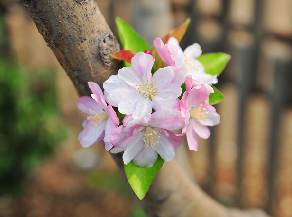 <a href='https://www.lvbad.com/xiaoqiaomu/3555.html' target='_blank'>西府海棠</a>