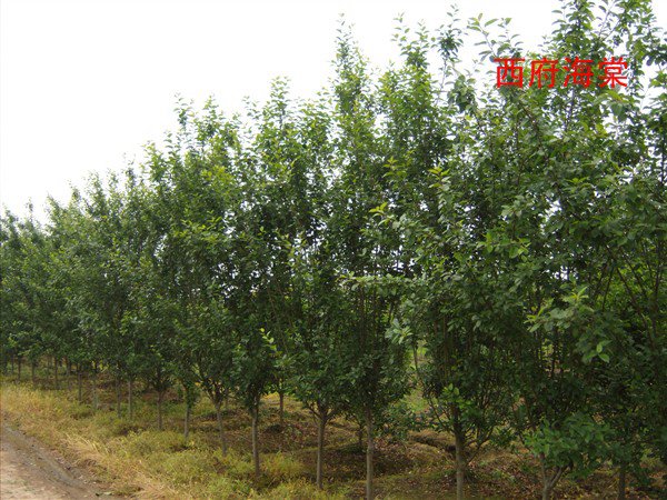 西府<a href='https://www.lvbad.com/linmuzhongzi/1766.html' target='_blank'>海棠</a>