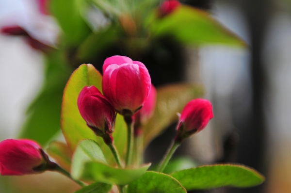 <a href='https://www.lvbad.com/xiaoqiaomu/3555.html' target='_blank'>西府海棠</a>