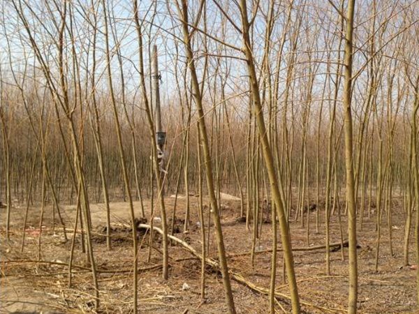<a href='https://www.lvbad.com/xingdaoshu/3372.html' target='_blank'>金丝垂柳</a>