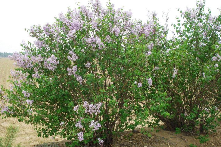 丁香树 丁香树