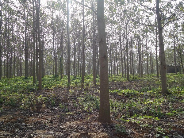 <a href='https://www.lvbad.com/linmuzhongzi/1848.html' target='_blank'>泡桐</a>
