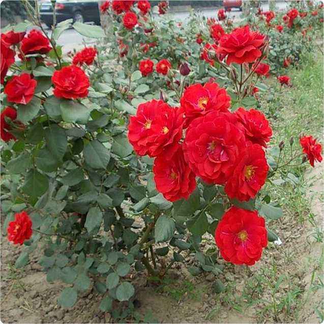 <a href='https://www.lvbad.com/dibeiguanmu/3567.html' target='_blank'>红帽月季</a>