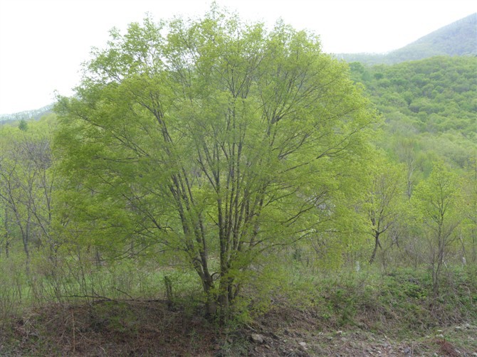 丛生<a href='https://www.lvbad.com/linmuzhongzi/1781.html' target='_blank'>五角枫</a>