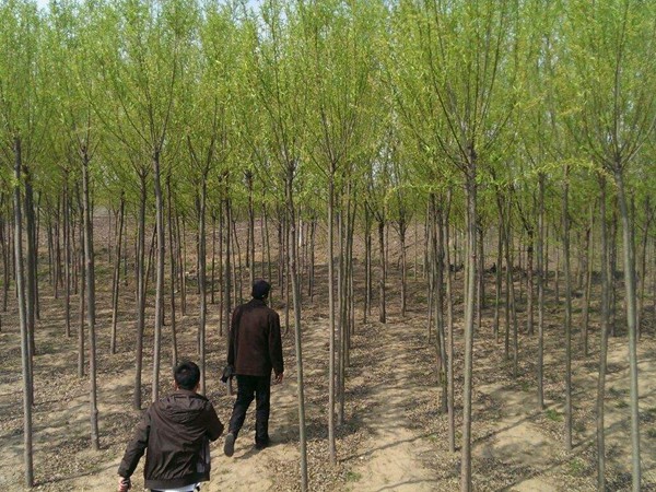 10公分<a href='https://www.lvbad.com/xingdaoshu/3365.html' target='_blank'>旱柳</a>市场价格是多少钱