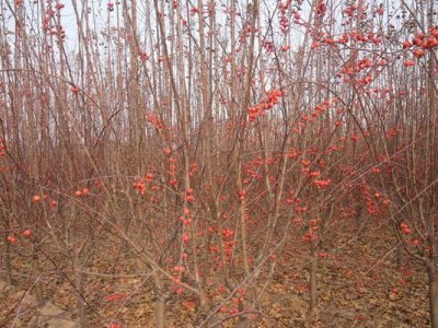 冬红果海棠怎么种植养护