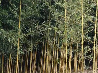 金镶玉竹子的种养和管理方法