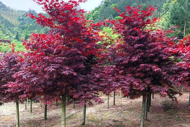 日本红枫
