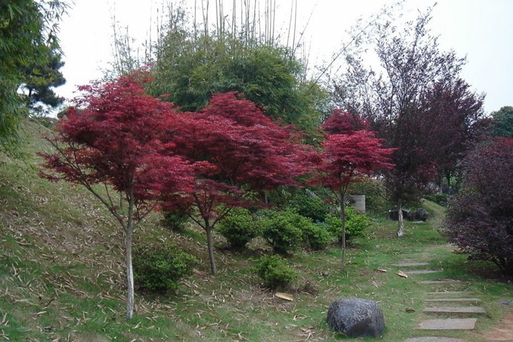 日本<a href='https://www.lvbad.com/linmuzhongzi/1706.html' target='_blank'>红枫</a>