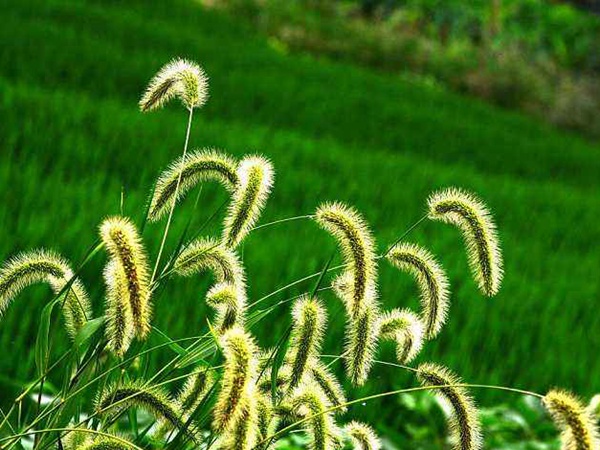 <a href='https://www.lvbad.com/caohuazhongzi/1055.html' target='_blank'>狗尾草</a>