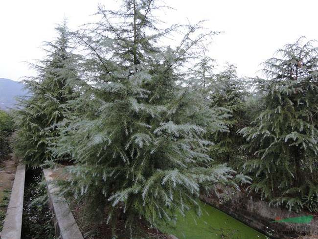 <a href='https://www.lvbad.com/linmuzhongzi/1853.html' target='_blank'>雪松</a>