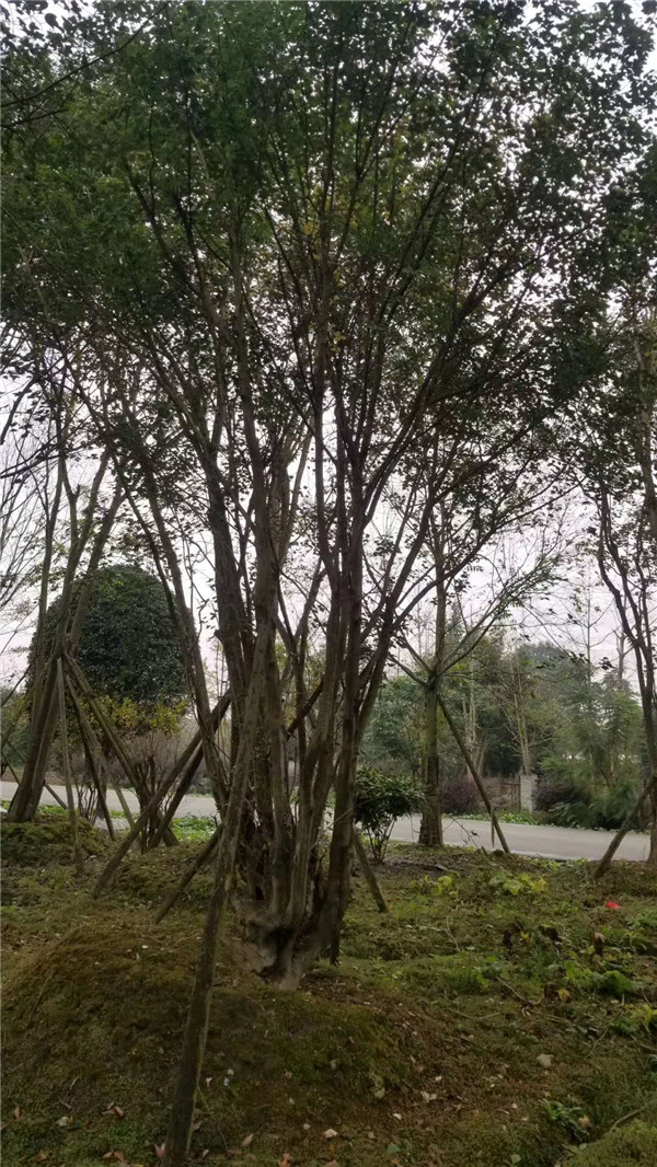 丛生<a href='https://www.lvbad.com/linmuzhongzi/1781.html' target='_blank'>五角枫</a>基地实拍图