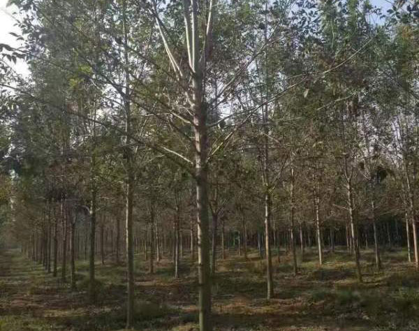 白腊树图片<a href='https://www.lvbad.com/linmuzhongzi/1712.html' target='_blank'>白蜡</a>基地实拍